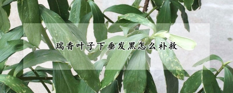 瑞香葉子下垂發(fā)黑怎么補(bǔ)救