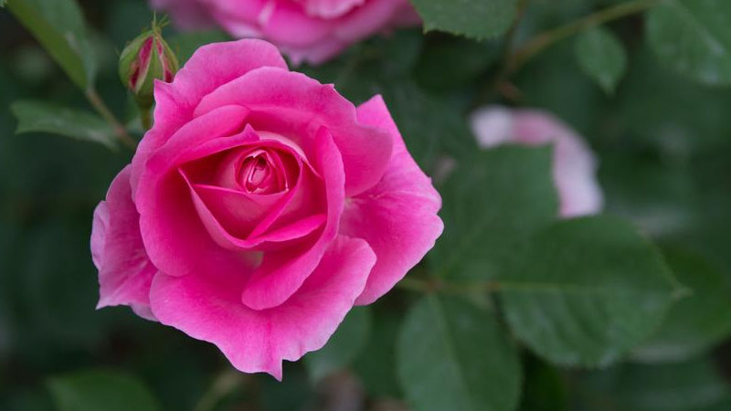 月季花是什么樣子