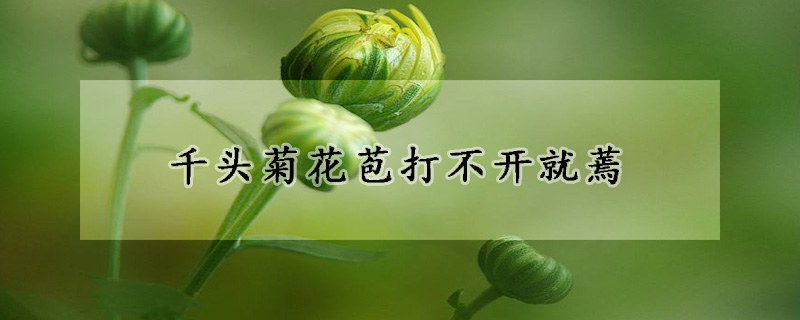 千頭菊花苞打不開(kāi)就蔫