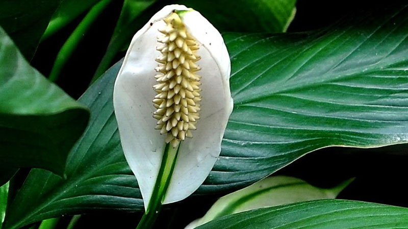 白鶴芋怎么養(yǎng)