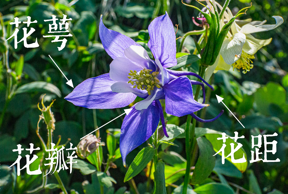 西洋耬斗菜的生長環(huán)境如何  分布在什么地方？