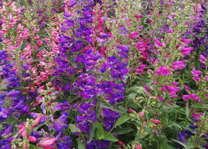 紅花吊鐘柳有哪些形態(tài)特征，主要分布在哪些地區(qū)？
