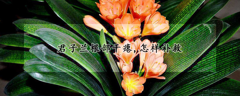 君子蘭根部干癟,怎樣補(bǔ)救