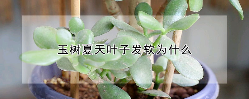 玉樹夏天葉子發(fā)軟為什么