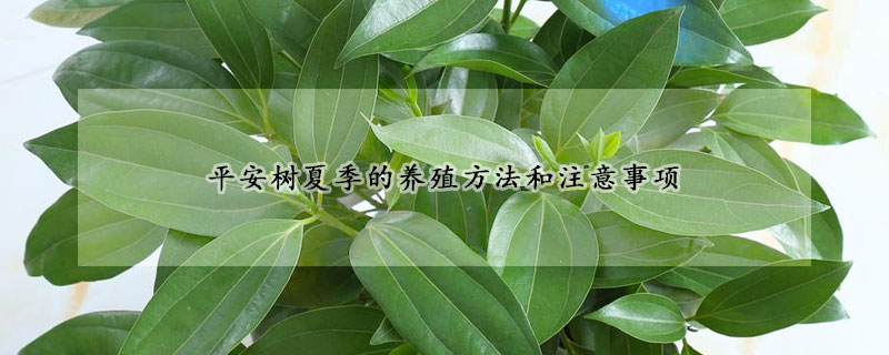 平安樹夏季的養(yǎng)殖方法和注意事項