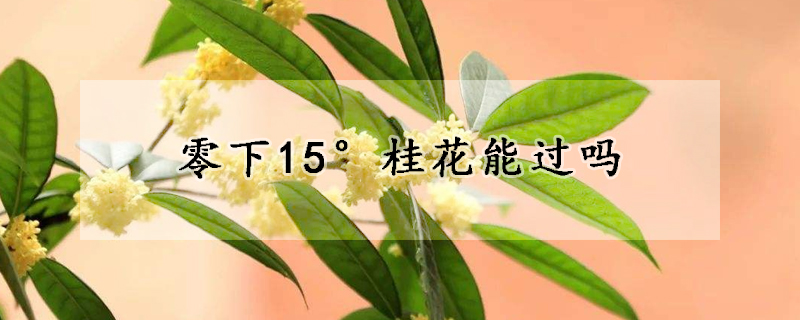 零下15°桂花能過(guò)嗎