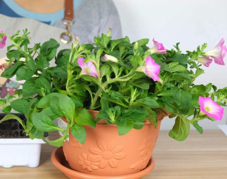 矮牽牛花的形態(tài)特征，如何在室內(nèi)養(yǎng)殖？