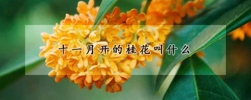 十一月開(kāi)的桂花叫什么