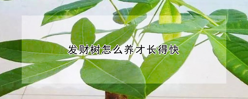 發(fā)財(cái)樹怎么養(yǎng)才長(zhǎng)得快