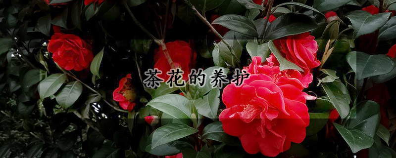 茶花的養(yǎng)護(hù)