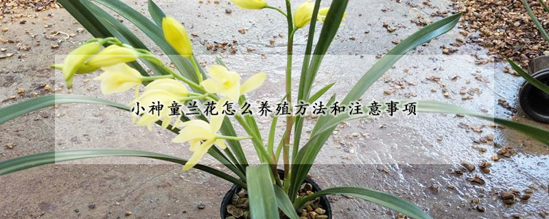 小神童蘭花怎么養(yǎng)殖方法和注意事項(xiàng)
