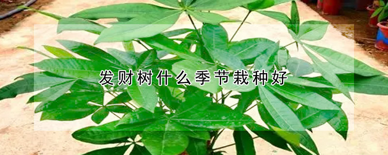 發(fā)財(cái)樹(shù)什么季節(jié)栽種好