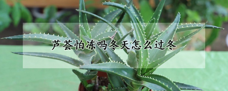 蘆薈怕凍嗎冬天怎么過(guò)冬