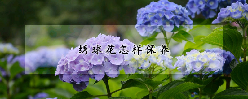 繡球花怎樣保養(yǎng)