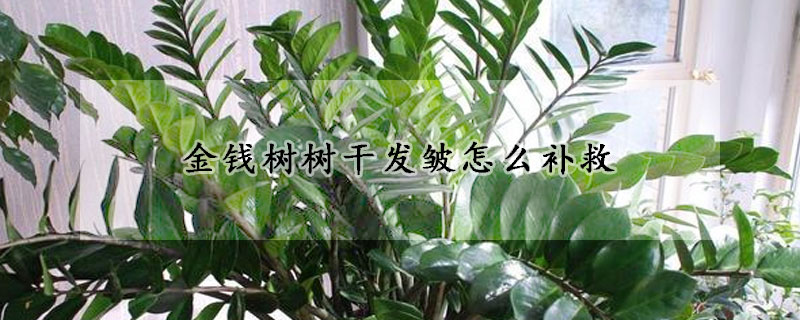 金錢樹樹干發(fā)皺怎么補救
