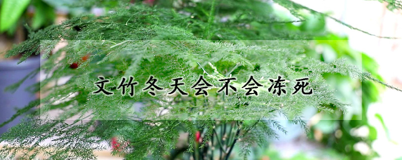 文竹冬天會不會凍死