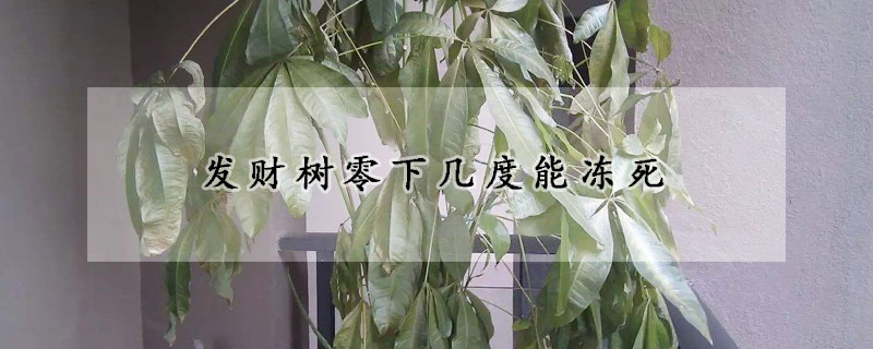 發(fā)財(cái)樹零下幾度能凍死