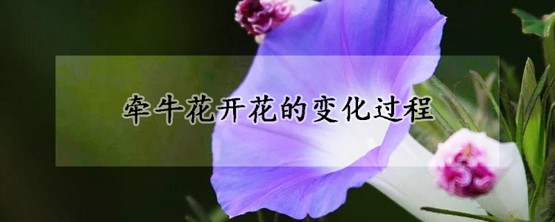 牽?；ㄩ_花的變化過程