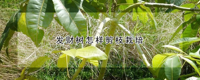 發(fā)財樹怎樣剪枝栽培