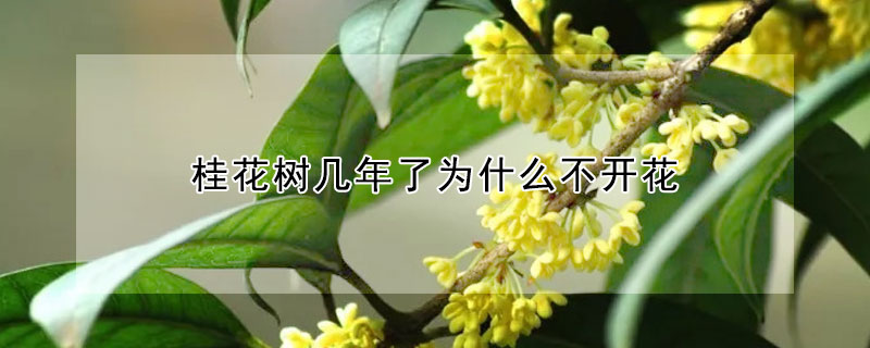 桂花樹(shù)幾年了為什么不開(kāi)花