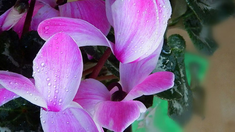 仙客來(lái)澆水的正確方法