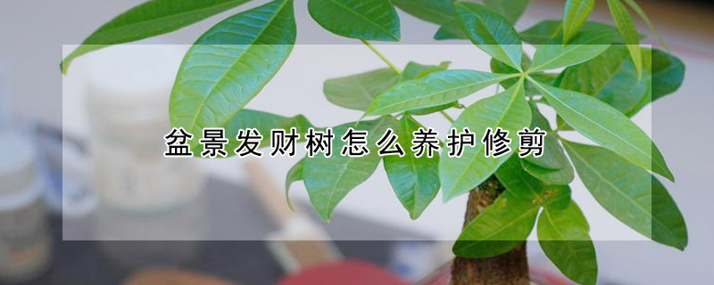 盆景發(fā)財(cái)樹(shù)怎么養(yǎng)護(hù)修剪