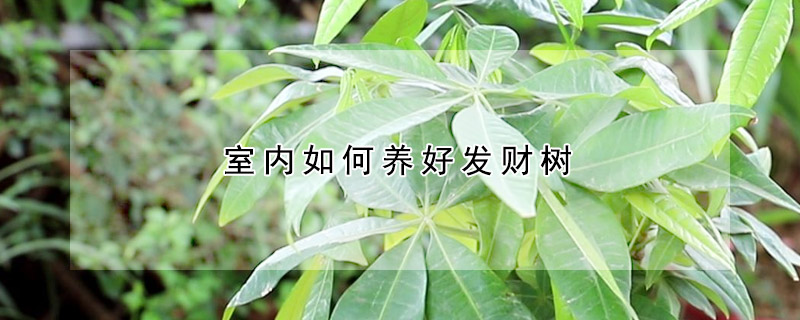 室內(nèi)如何養(yǎng)好發(fā)財(cái)樹