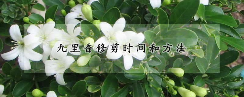 九里香修剪時(shí)間和方法