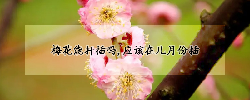 梅花能扦插嗎,應該在幾月份插