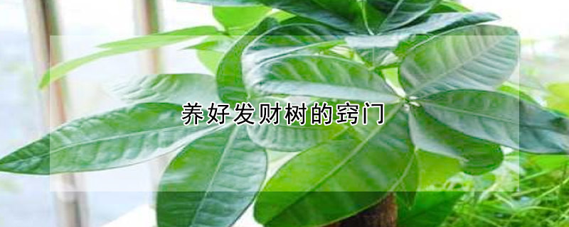 養(yǎng)好發(fā)財(cái)樹的竅門