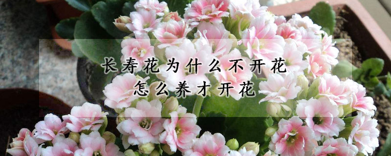 長壽花為什么不開花怎么養(yǎng)才開花