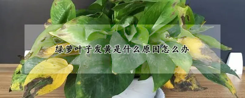 綠蘿葉子發(fā)黃是什么原因怎么辦