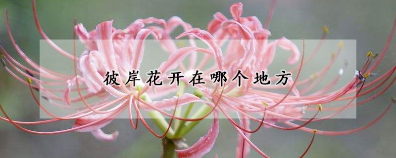 彼岸花開(kāi)在哪個(gè)地方