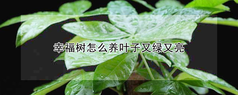 幸福樹怎么養(yǎng)葉子又綠又亮