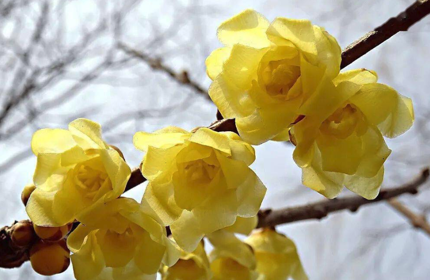 臘梅對(duì)生態(tài)環(huán)境有什么要求？是什么時(shí)候開(kāi)花？