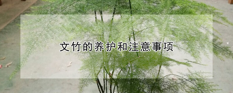 文竹的養(yǎng)護(hù)和注意事項