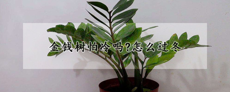 金錢樹怕冷嗎?怎么過(guò)冬