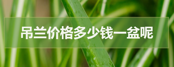 吊蘭價(jià)格多少錢(qián)一盆呢