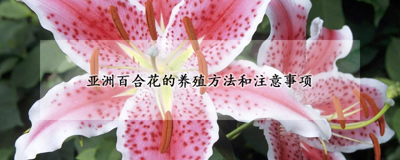亞洲百合花的養(yǎng)殖方法和注意事項(xiàng)