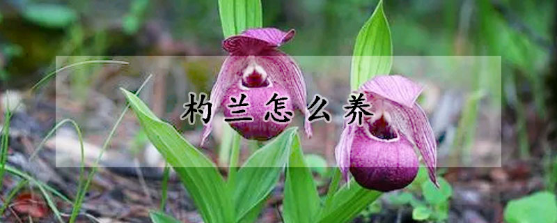 杓蘭怎么養(yǎng)