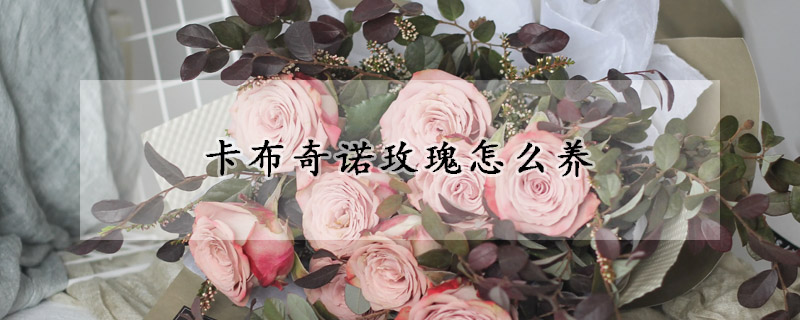 卡布奇諾玫瑰怎么養(yǎng)