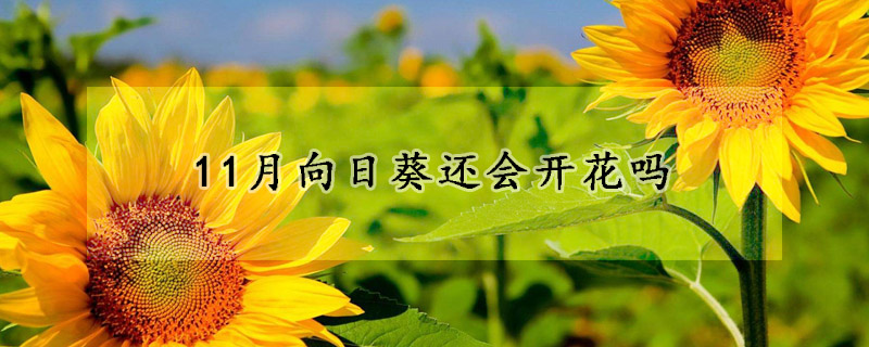 11月向日葵還會開花嗎