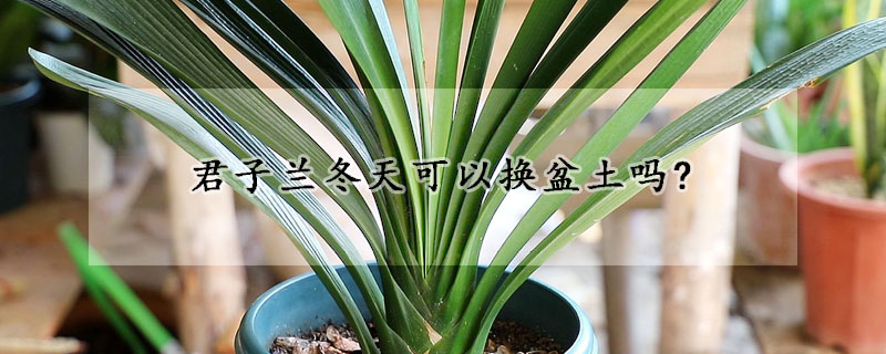 君子蘭冬天可以換盆土嗎? 