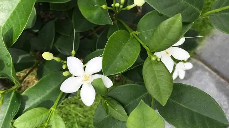 九里香綠植適合室內(nèi)養(yǎng)嗎