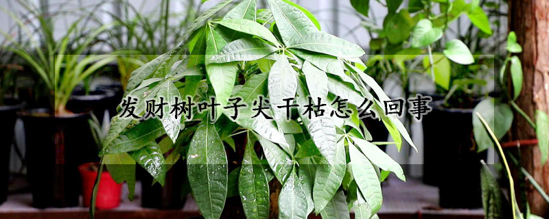 發(fā)財(cái)樹葉子尖干枯怎么回事
