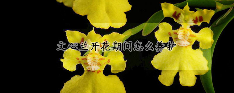 文心蘭開花期間怎么養(yǎng)護
