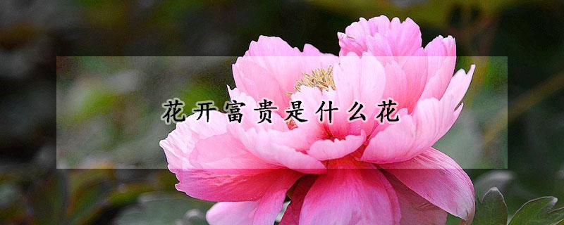 花開(kāi)富貴是什么花