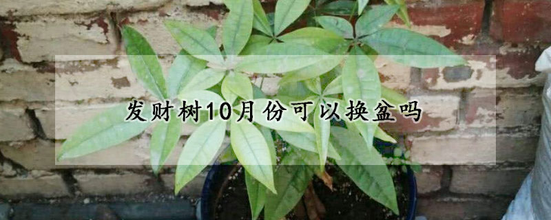 發(fā)財(cái)樹10月份可以換盆嗎