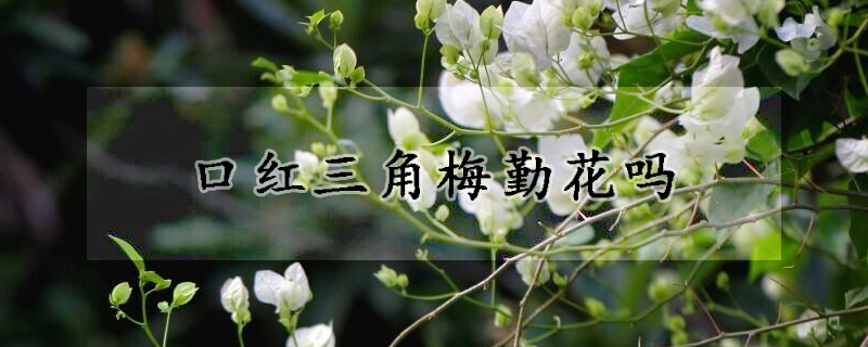 口紅三角梅勤花嗎