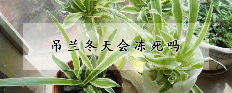吊蘭冬天會(huì)凍死嗎